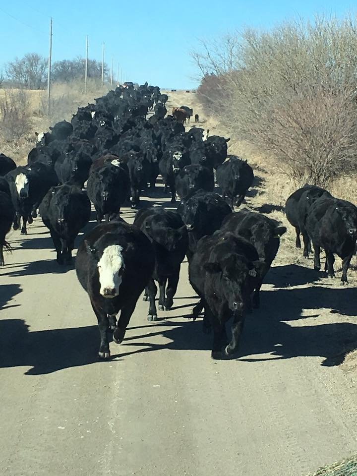 A herd of black cows walking down a dirt road, with a clear blue sky and sparse trees in the background, highlighting rural livestock movement.