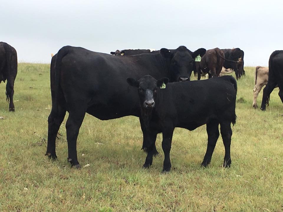A black cow and her calf stand together in a grassy field, surrounded by other cows in the background, under a cloudy sky.